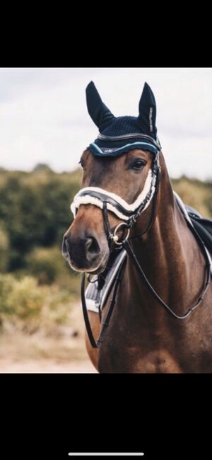 Schockemöhle Trense Equitus Zeta, Schockemöhle  Equitus Zeta, Vanessa Burger , Bridles & Headstalls, Hohen Neuendorf 