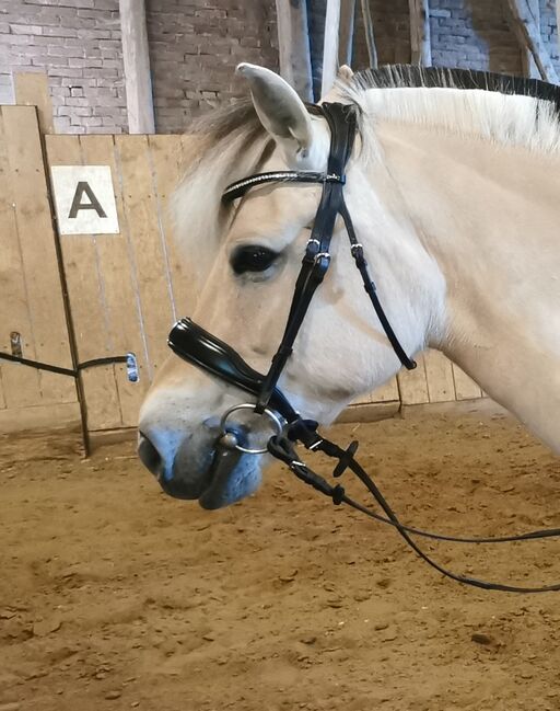 Schockemöhle Sports Trense Anatomic Line, Schockemöhle  Selext & Mix, Stephanie Wucherpfennig , Bridles & Headstalls, Friedland, Image 2