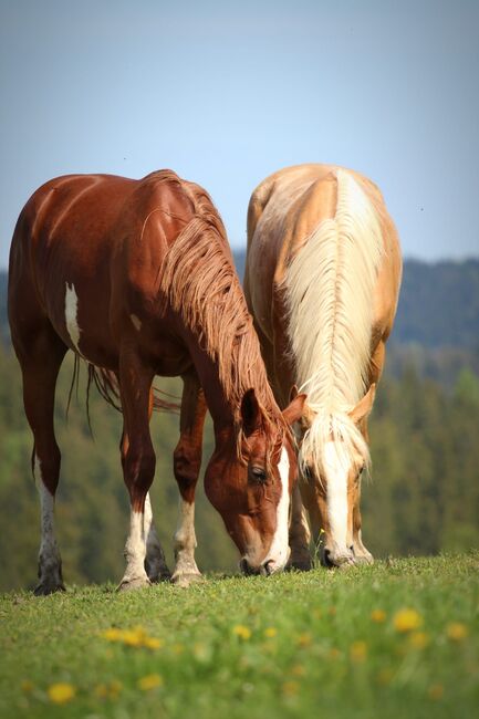 schöne große Stute mit tollen Bewegungen, Rafal, Horses For Sale, Nowy Targ, Image 5