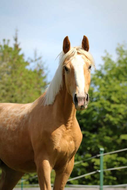 schöne große Stute mit tollen Bewegungen, Rafal, Horses For Sale, Nowy Targ, Image 4