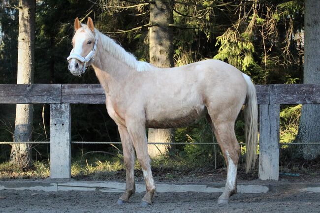 schöne große Stute mit tollen Bewegungen, Rafal, Horses For Sale, Nowy Targ, Image 7