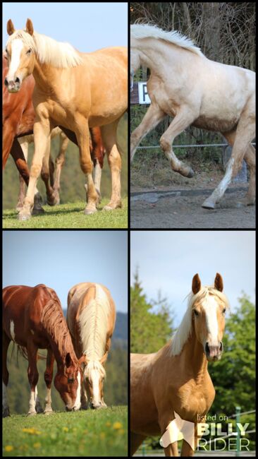 schöne große Stute mit tollen Bewegungen, Rafal, Horses For Sale, Nowy Targ, Image 8