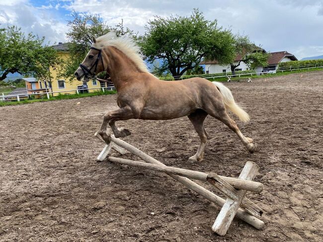 Schöne Haflinger Stute, Maringer Juliana, Pferd kaufen, Königsbrunn am Wagram, Abbildung 3