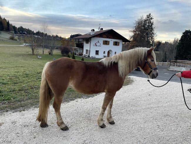 Schöne Haflingerstute, Eisath Laura , Pferd kaufen, Bozen, Abbildung 4