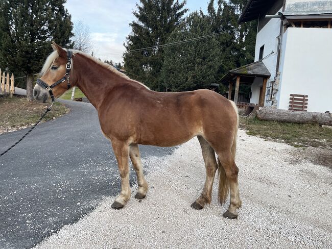 Schöne Haflingerstute, Eisath Laura , Pferd kaufen, Bozen, Abbildung 3