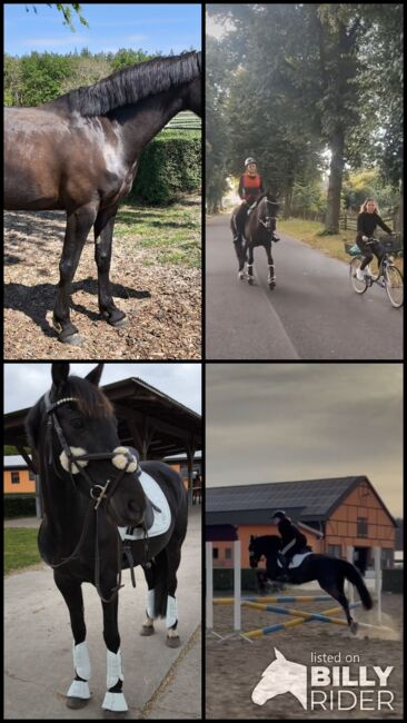 Schöne Stute Ambitioniert Turnierpferd Dressur springen Pferd Spanier 6j Freizeit, Jassi , Pferd kaufen, Zossen , Abbildung 24