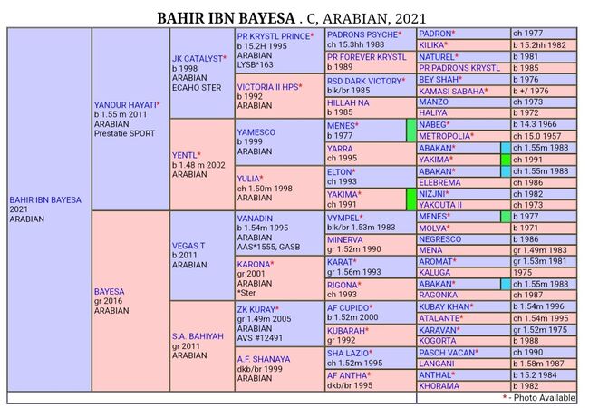 Prachtige arabische jonge hengst - BAHIR IBN BAYESA, Natalie, Pferd kaufen, Abbildung 8