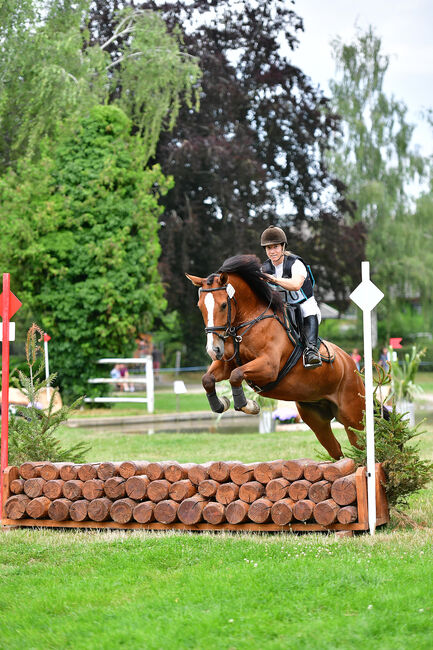 Schöner Freiberger Wallach mit Springpotenzial, Manuela Bärtschi, Pferd kaufen, Hasle bei Burgdorf