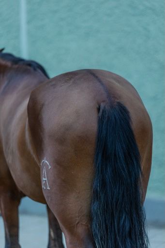 Schöner PRE Wallach mit tollem Charakter / im Beritt, Post-Your-Horse.com (Caballoria S.L.), Horses For Sale, Rafelguaraf, Image 3