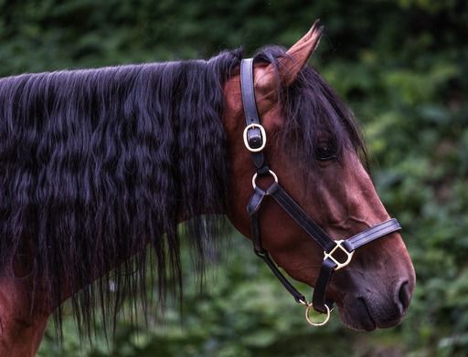 Schöner PRE Wallach mit tollem Charakter / im Beritt, Post-Your-Horse.com (Caballoria S.L.), Horses For Sale, Rafelguaraf, Image 2