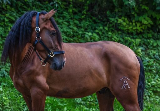 Schöner PRE Wallach mit tollem Charakter / im Beritt, Post-Your-Horse.com (Caballoria S.L.), Horses For Sale, Rafelguaraf