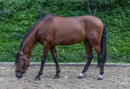 Schöner PRE Wallach mit tollem Charakter / im Beritt, Post-Your-Horse.com (Caballoria S.L.), Konie na sprzedaż, Rafelguaraf, Image 6