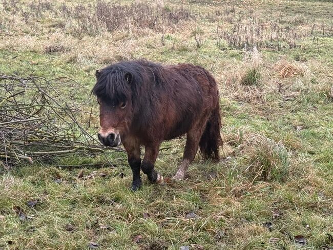 Schöner Shetlandpony Hengst, Seline, Pferd kaufen, Niederzissen, Abbildung 2