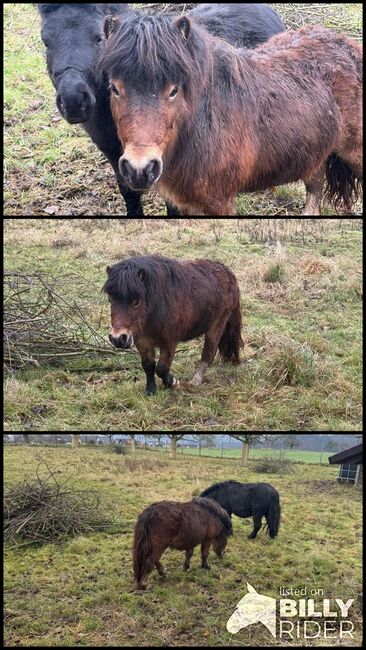 Schöner Shetlandpony Hengst, Seline, Pferd kaufen, Niederzissen, Abbildung 4