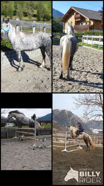 Splendido Fell pony, Marcela , Pferd kaufen, Vipiteno , Abbildung 7