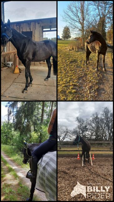 Schönes Freizeitpferd, Sandra , Pferd kaufen, Blumberg, Abbildung 9