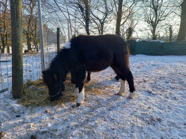 schönes, liebes American-Shetland-Pony Hengstfohlen "Onyx", Koller, Pferd kaufen, Gettnau