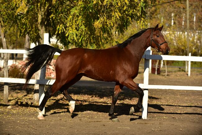 Schönes pferd, József, Pferd kaufen, Orosházi út 170