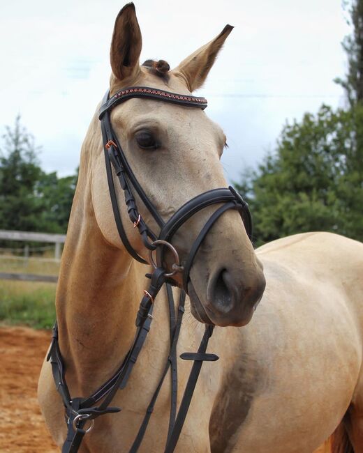 schönes pony, dleskovak, Horses For Sale, Luh nad Svatavou, Image 8