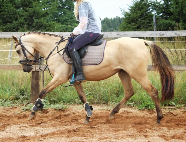 schönes pony, dleskovak, Konie na sprzedaż, Luh nad Svatavou, Image 7