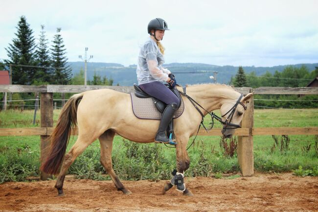 schönes pony, dleskovak, Pferd kaufen, Luh nad Svatavou