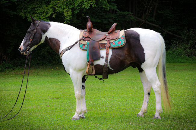 Schone 9j Tobiano Paint Horse Wallach, Smooky, Pferd kaufen, Basel