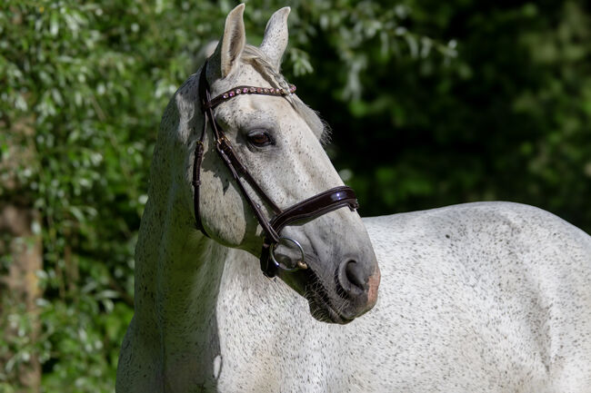 #schoolmaster #princecharming, WOW Pferd  (WOW Pferd), Horses For Sale, Bayern - Attenkirchen, Image 4