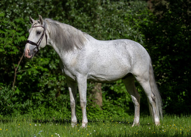 #schoolmaster #princecharming, WOW Pferd  (WOW Pferd), Horses For Sale, Bayern - Attenkirchen, Image 5