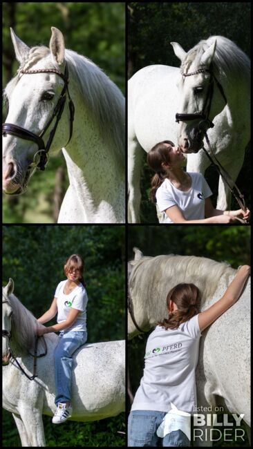 #schoolmaster #princecharming, WOW Pferd  (WOW Pferd), Horses For Sale, Bayern - Attenkirchen, Image 10