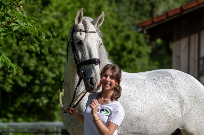 #schoolmaster #princecharming, WOW Pferd  (WOW Pferd), Horses For Sale, Bayern - Attenkirchen, Image 2