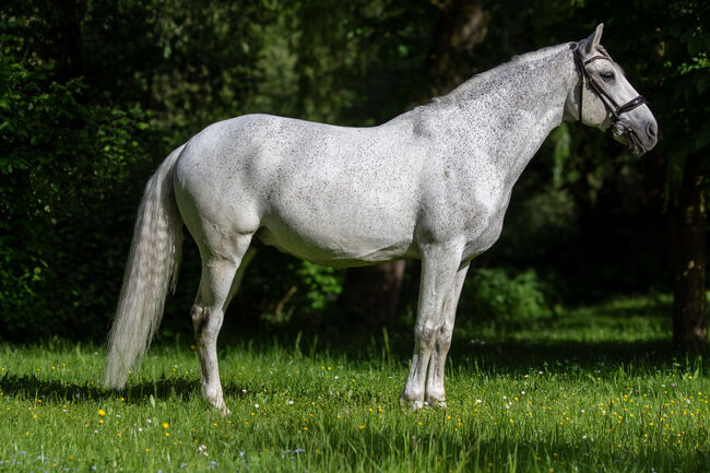 #schoolmaster #princecharming, WOW Pferd  (WOW Pferd), Horses For Sale, Bayern - Attenkirchen, Image 9