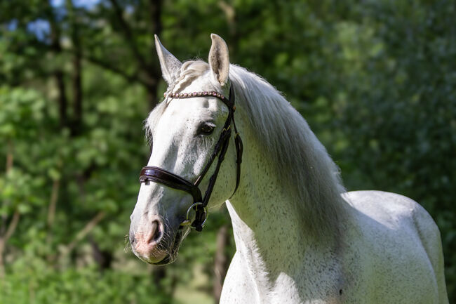 #schoolmaster #princecharming, WOW Pferd  (WOW Pferd), Pferd kaufen, Bayern - Attenkirchen