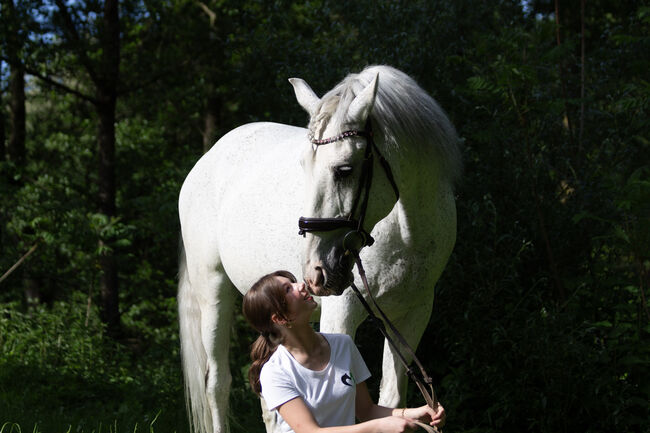 #schoolmaster #princecharming, WOW Pferd  (WOW Pferd), Pferd kaufen, Bayern - Attenkirchen, Abbildung 6