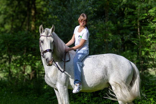 #schoolmaster #princecharming, WOW Pferd  (WOW Pferd), Horses For Sale, Bayern - Attenkirchen, Image 3