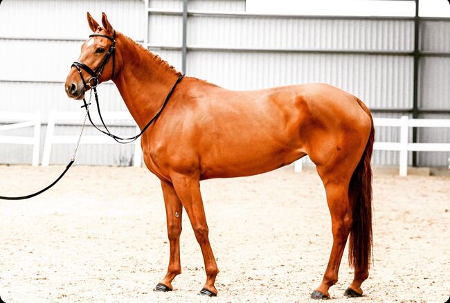Schulpferd für Amateure, Katharina Lehmann (Pferdevermittlung Leus), Horses For Sale, Pori, Image 3