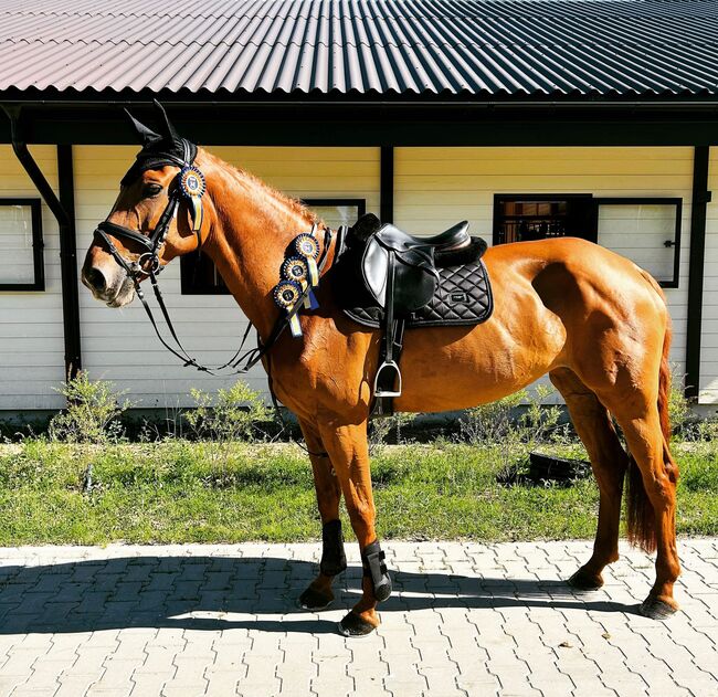 Schulpferd für Amateure, Katharina Lehmann (Pferdevermittlung Leus), Horses For Sale, Pori, Image 4