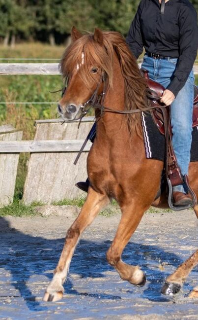 Schulpony sucht Aufgabe, Katharina Lehmann (Pferdevermittlung Leus), Horses For Sale, Geeste-Dahlum, Image 5