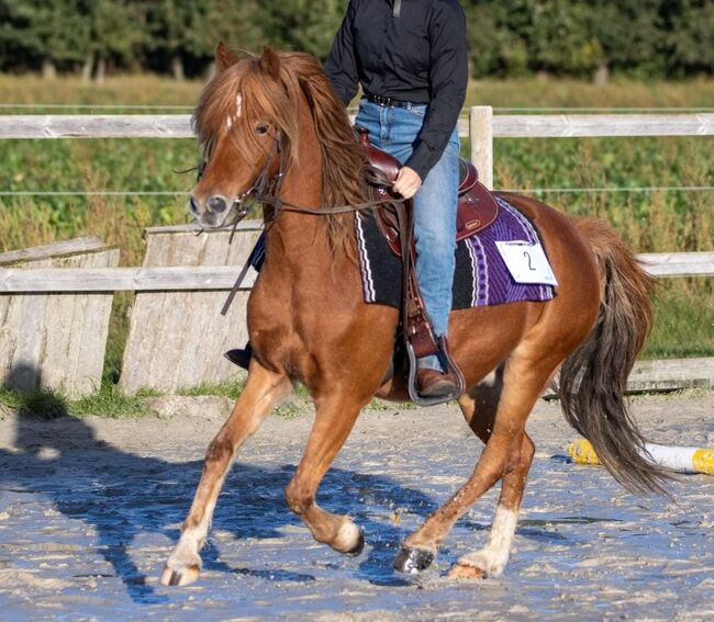 Schulpony sucht Aufgabe, Katharina Lehmann (Pferdevermittlung Leus), Pferd kaufen, Geeste-Dahlum, Abbildung 6