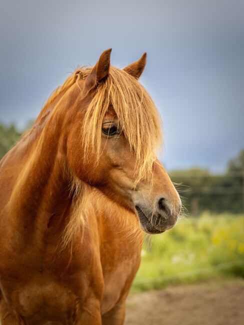 Schulpony sucht Aufgabe, Katharina Lehmann (Pferdevermittlung Leus), Pferd kaufen, Geeste-Dahlum, Abbildung 3