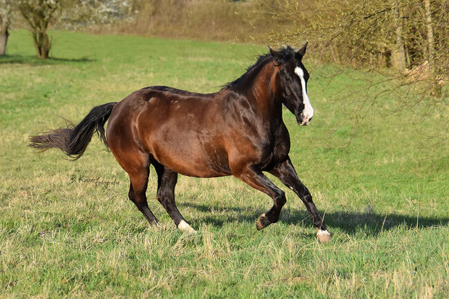 Schwarzbraune, liebevolle Quarter Horse Stute, Kerstin Rehbehn (Pferdemarketing Ost), Pferd kaufen, Nienburg, Abbildung 6