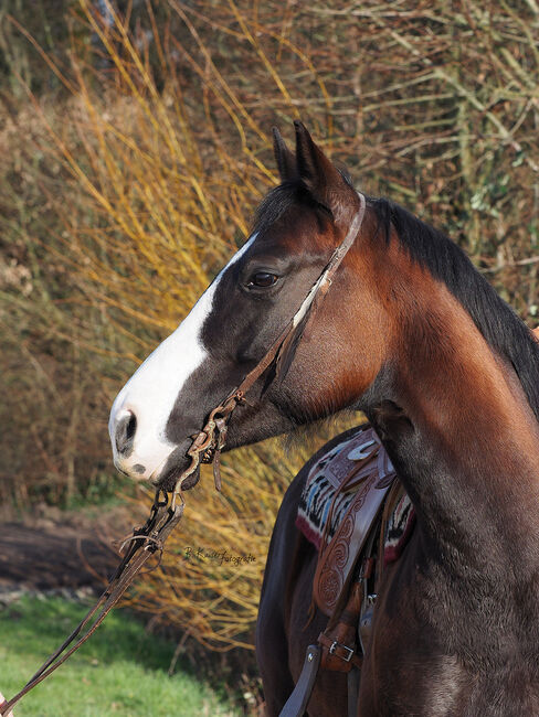 Schwarzbraune, liebevolle Quarter Horse Stute, Kerstin Rehbehn (Pferdemarketing Ost), Pferd kaufen, Nienburg, Abbildung 4