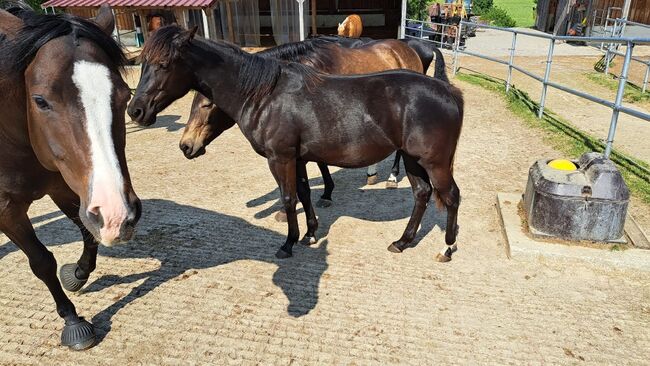 schwarze, bildhübsche Quarter Horse Stute, Kerstin Rehbehn (Pferdemarketing Ost), Pferd kaufen, Nienburg, Abbildung 2