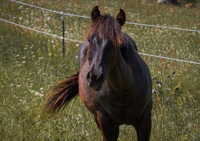 schwarze, bildhübsche Quarter Horse Stute, Kerstin Rehbehn (Pferdemarketing Ost), Pferd kaufen, Nienburg, Abbildung 4