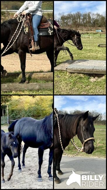 schwarze, kinderliebe Quarter Horse Stute, Kerstin Rehbehn (Pferdemarketing Ost), Pferd kaufen, Nienburg, Abbildung 15