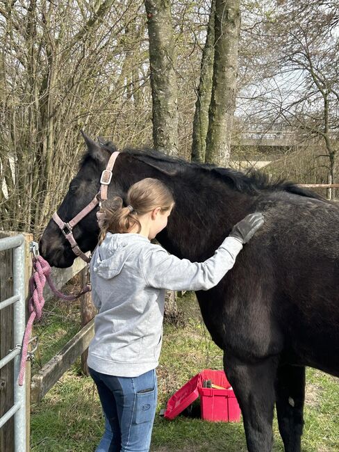schwarze, kinderliebe Quarter Horse Stute, Kerstin Rehbehn (Pferdemarketing Ost), Pferd kaufen, Nienburg, Abbildung 13