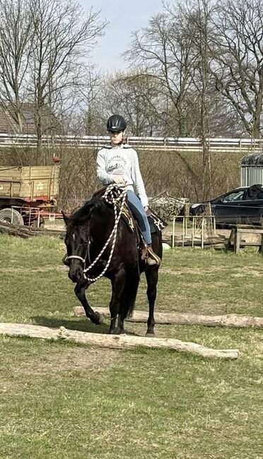 schwarze, kinderliebe Quarter Horse Stute, Kerstin Rehbehn (Pferdemarketing Ost), Pferd kaufen, Nienburg, Abbildung 11