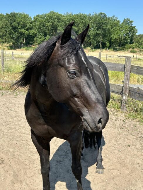 schwarze, kinderliebe Quarter Horse Stute, Kerstin Rehbehn (Pferdemarketing Ost), Pferd kaufen, Nienburg, Abbildung 12