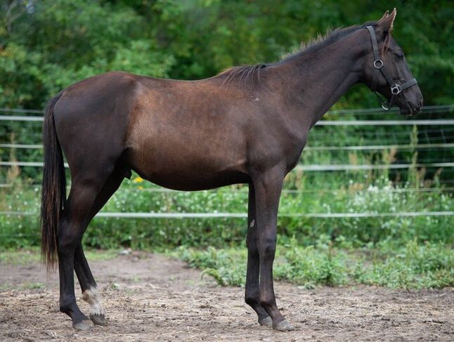 Schwarzer Trakehner von Hitmos, Kerstin Rehbehn (Pferdemarketing Ost), Pferd kaufen, Nienburg, Abbildung 2