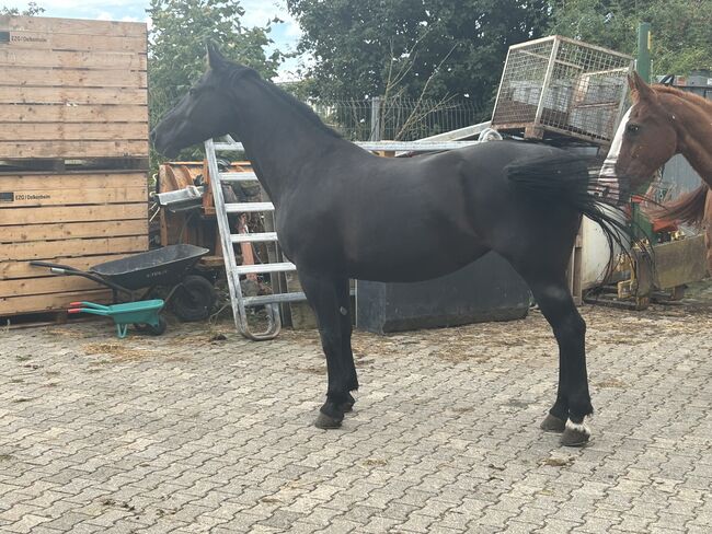 Schwere Warmblutstute zu verkaufen, Svea Schneider, Pferd kaufen, Hünstetten