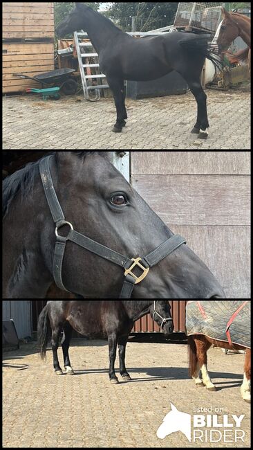 Schwere Warmblutstute zu verkaufen, Svea Schneider, Pferd kaufen, Hünstetten, Abbildung 4